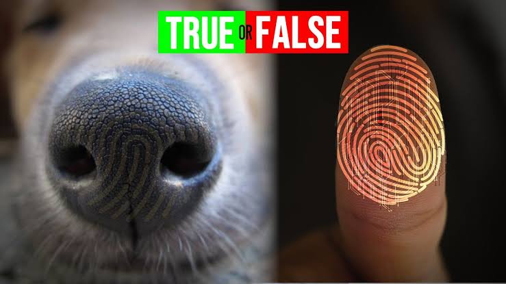 Dogs' Nose Prints Are Unique. Just like human fingerprints, no two dog nose prints are the same!