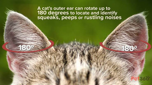 Cats: The Master of the 180° Ear Rotation 🐱👂